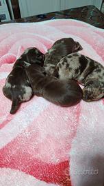 Bassotti nani kaninken