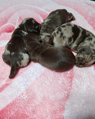 Bassotti nani kaninken