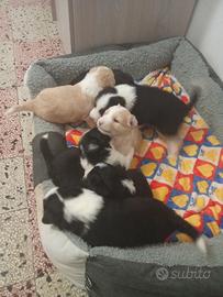 Cuccioli incrocio Border Collie/Golden Retriever