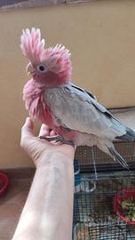 Cacatua
