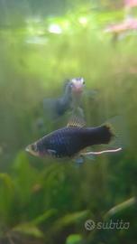 Platy Blue calico