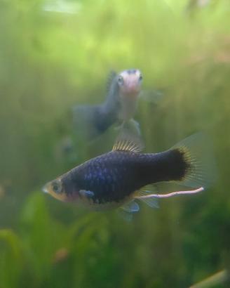 Platy Blue calico