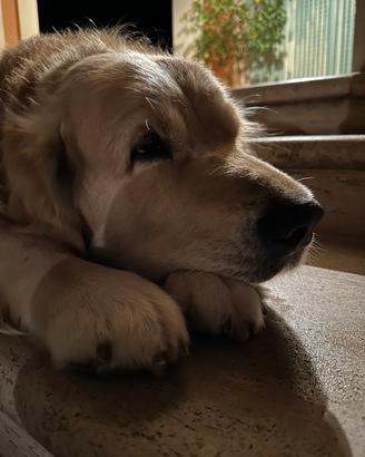 Cercasi femmina golden Retriever