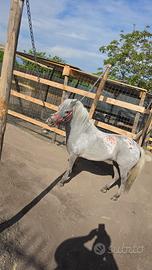Pony