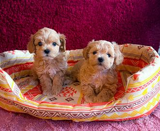 Cucciola di Maltipoo femmina