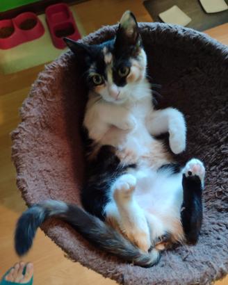 Melody gattina calico