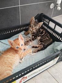 Coppia gattini due mesi
