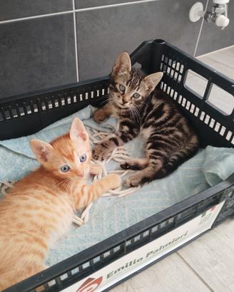 Coppia gattini due mesi