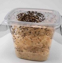 Drosophile (moscerino non capace di volare)