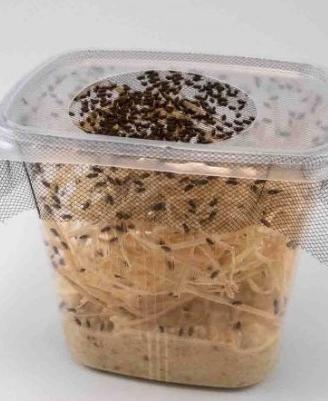 Drosophile (moscerino non capace di volare)