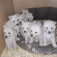 Cucciolo di cane da pastore