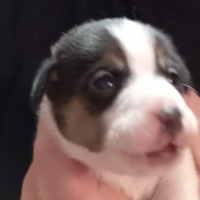 Jack Russell Tricolor