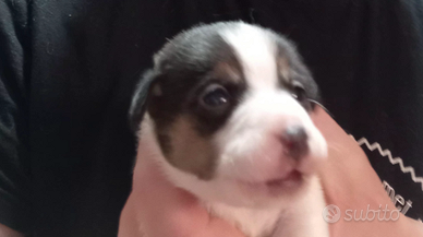 Jack Russell Tricolor