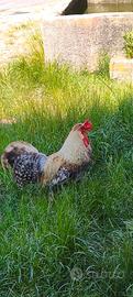 Gallo di 8 mesi
