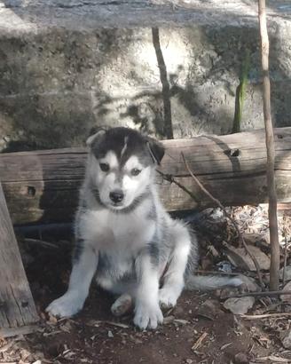 Cucciolo meticcio di husky