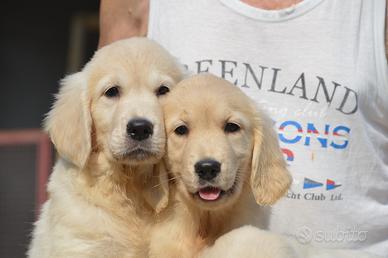 Cuccioli Golden Retriever