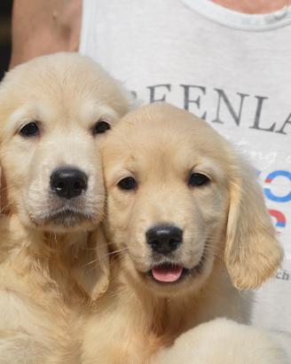Cuccioli Golden Retriever