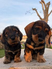 Cuccioli di bassotto a pelo duro taglia standard
