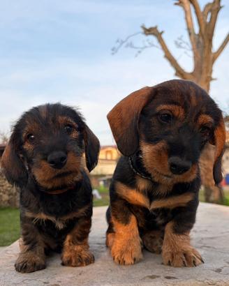 Cuccioli di bassotto a pelo duro taglia standard