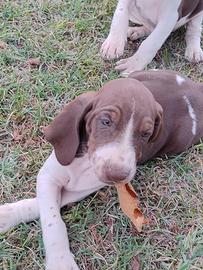 Bracco italiano per compagnia, tartufi e caccia