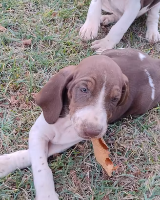 Bracco italiano per compagnia, tartufi e caccia