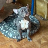 Bulldog francese