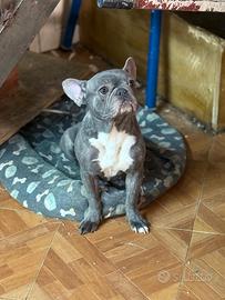 Bulldog francese