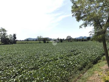 TER. AGRICOLO A ROVOLON