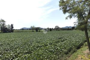 TER. AGRICOLO A ROVOLON