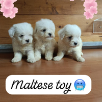 Maltese toy