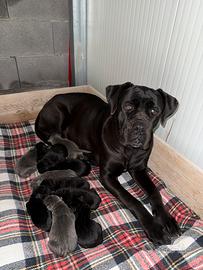 Cuccioli di cane corso