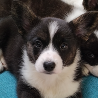 Cuccioli Corgi Cardigan