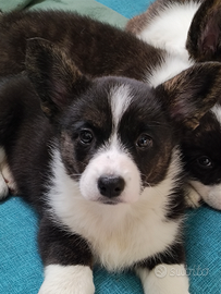 Cuccioli Corgi Cardigan