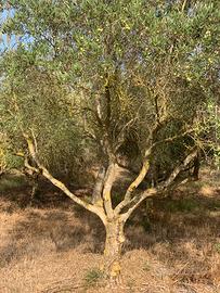 Olivetto con 60 piante