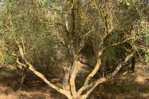 Olivetto con 60 piante