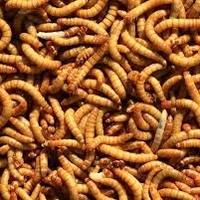 Insetti da pasto vivi per rettili e uccelli