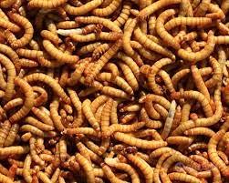 Insetti da pasto vivi per rettili e uccelli