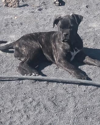 Cucciola cane corso