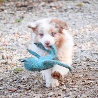 Australian Shepherd Maschio