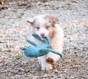 Australian Shepherd Maschio
