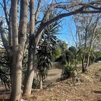 Terra da riporto o da cantiere x riempimento