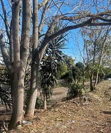 Terra da riporto o da cantiere x riempimento