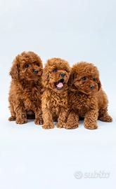 Cuccioli barboncino Red disponibili Maschi e Femmi