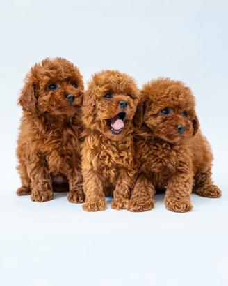 Cuccioli barboncino Red disponibili Maschi e Femmi