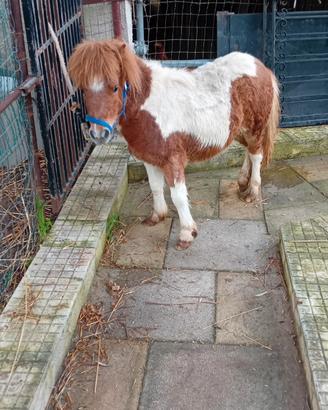 Pony