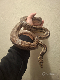 Elaphe guttata / Serpente del grano