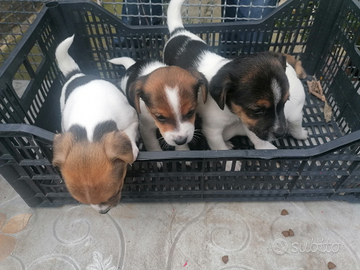 Cuccioli di Jack Russel