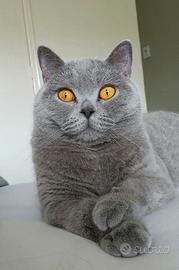 BRITISH SHORTHAIR - gattona di 4 anni
