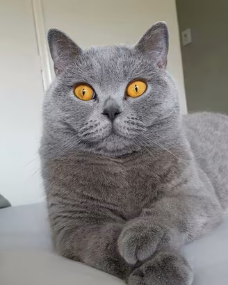 BRITISH SHORTHAIR - gattona di 4 anni
