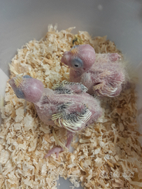 Inseparabili calopsite